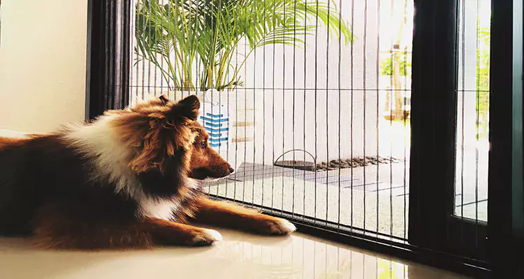 Sliding Screen Pet Door Repair in Sunrise, FL