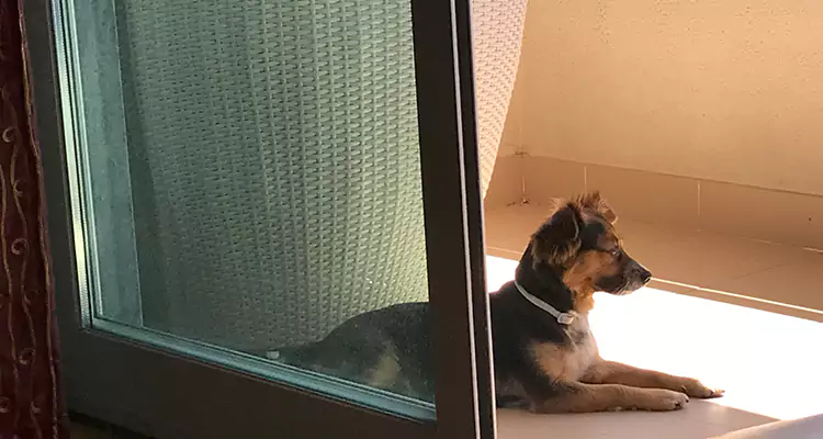 French Door Pet Screen Repair in Sunrise, FL
